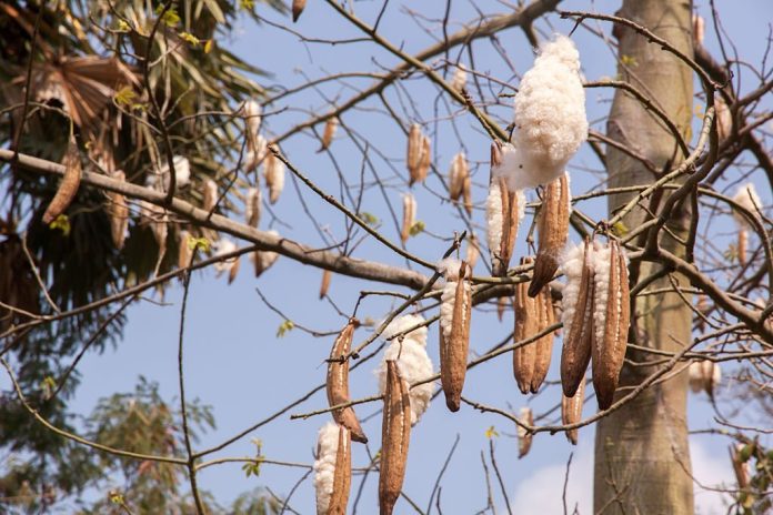 Kecamatan Pemilik Kebun Penghasil Kapuk Randu Terbanyak di Pasuruan