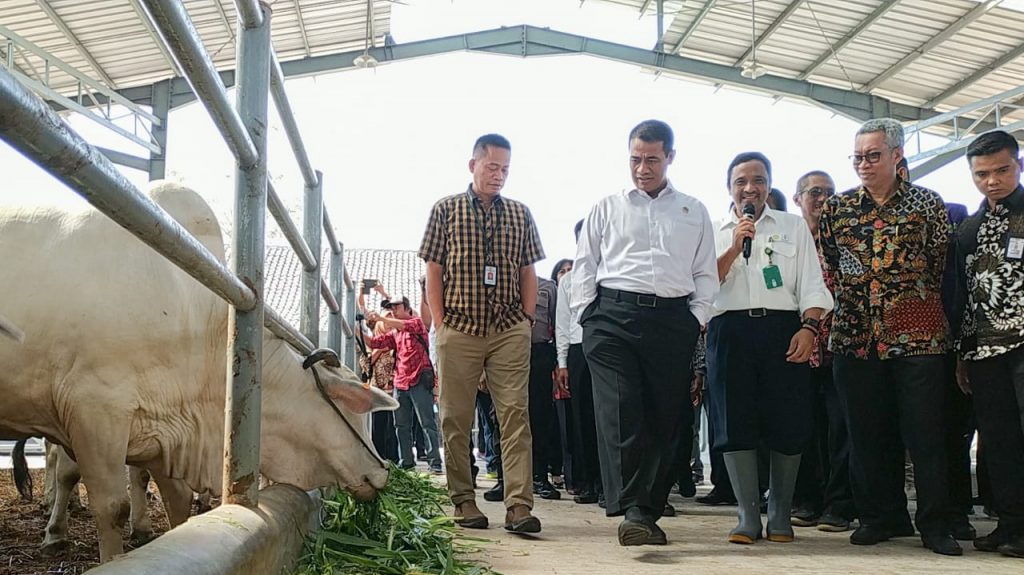 Mampir ke Grati Lihat Sapi, Menteri Pertanian Ungkap Populasi Sapi