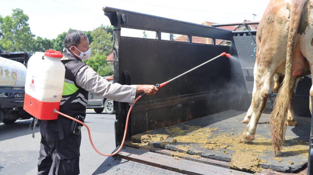 Thousands of Cows Infected with PMK, Police in Pasuruan Regency Massive Livestock Insulation Posts