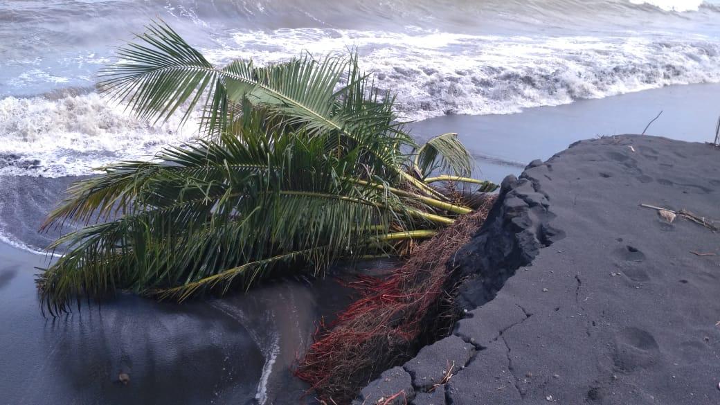 Mengkhawatirkan Pantai Selatan Lumajang Kembali Abrasi