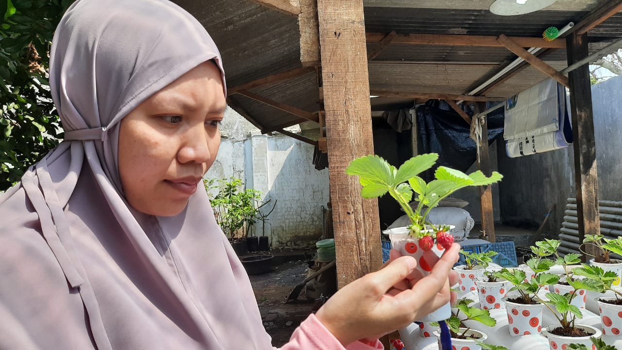 Bosan di Rumah Eks Bidan Kembangkan Stroberi Hidroponik  